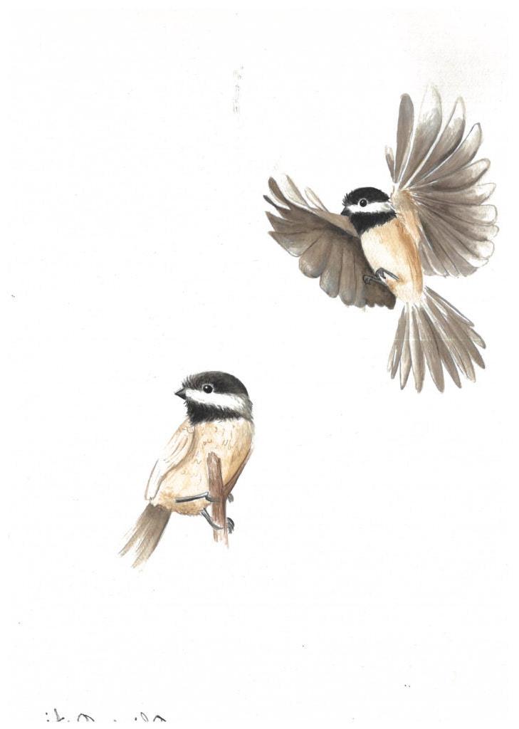 Olive Ostis, 7th Grade, "Chickadee", Painting