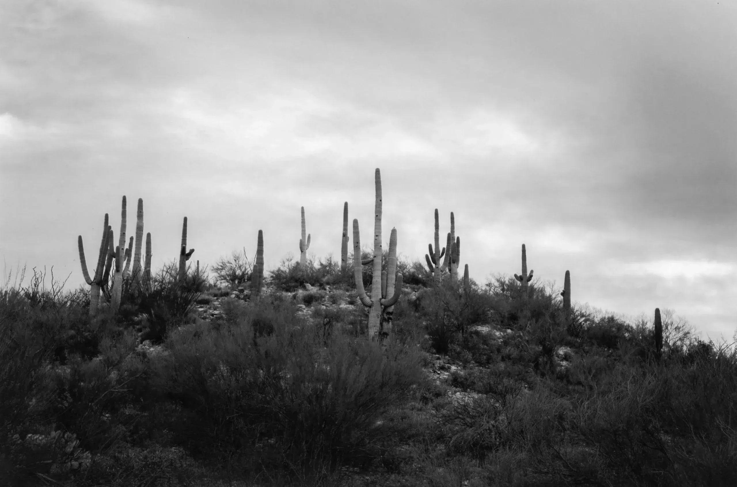 landscape of catcti in black and white