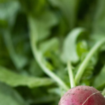 Radishes and leaves